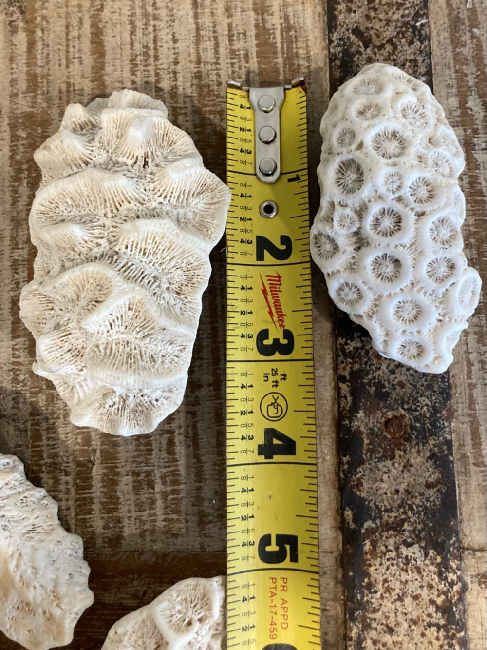 Fossilized Coral Collection 12 Pieces Instant Rock Collection - Picture 7 of 16